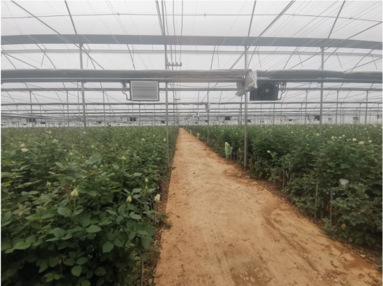 玉溪大營(yíng)街花之海花卉6T/h直飲水項(xiàng)目